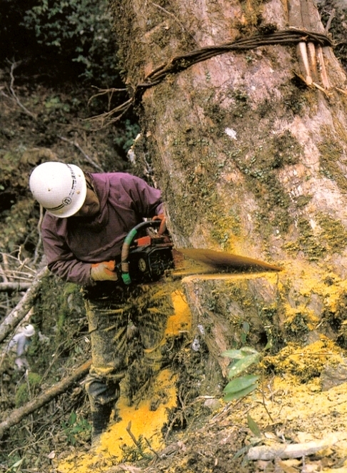 Logging Hyuga Kaya